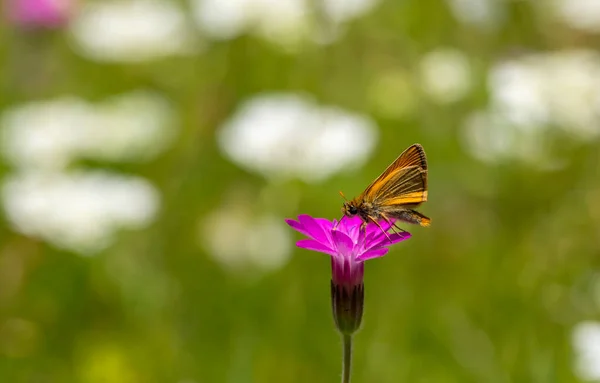 Gelblicher Schmetterling Ernährt Sich Von Winzigen Rosafarbenen Blüten Thymelicus Sylvestris — Stockfoto