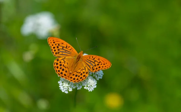 Gran Mariposa Naranja Sobre Flor Blanca Argynnis Paphia — Foto de Stock