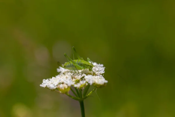 Green Grasshopper White Flower — Stock Photo, Image