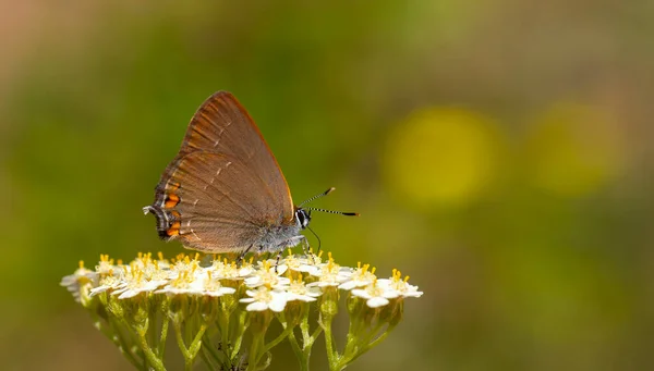 Brown Butterfly White Small Flowers Satyrium Acaciae — Stock Photo, Image