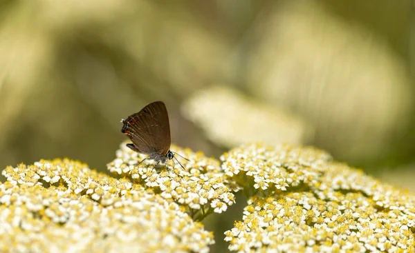 Barna Pillangó Fehér Kis Virágok Satyrium Acaciae — Stock Fotó