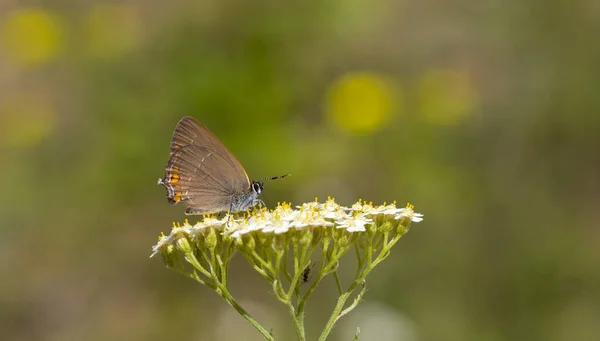 Papillon Brun Sur Petites Fleurs Blanches Satyrium Acaciae — Photo