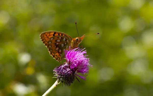 Большая Бабочка Розовыми Шипами Цветке Argynnis Aglaja — стоковое фото