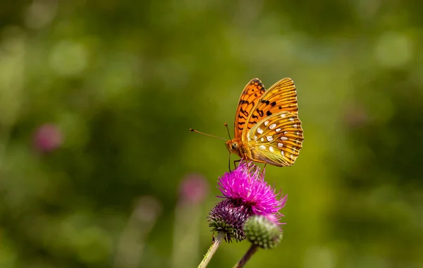 Large Butterfly Pink Spines Perched Flower Argynnis Aglaja — Stock Photo, Image