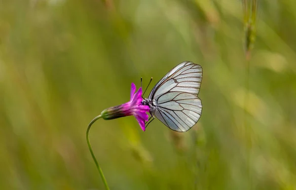 Белая Бабочка Питается Крошечным Розовым Цветком Aporia Crataegi — стоковое фото