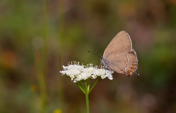 Petit Papillon Brun Sur Une Fleur Blanche Satyrium Ilicis — Photo