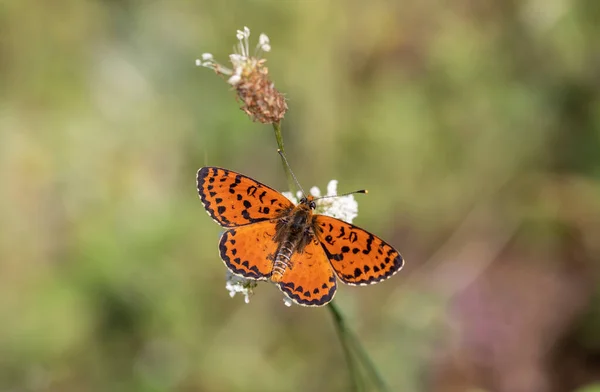 Mariposa Tamaño Mediano Rojiza Con Manchas Negras Melitaea Didyma — Foto de Stock