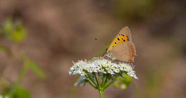 Minuscule Papillon Couleur Rouge Noir Lycaena Phlaeas — Photo