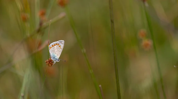Blauer Kleiner Schmetterling Für Dein Grünes Gras Polyommatus Icarus — Stockfoto