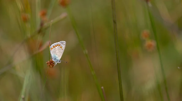 Kék Kis Pillangó Zöld Füvednek Polyommatus Icarus — Stock Fotó