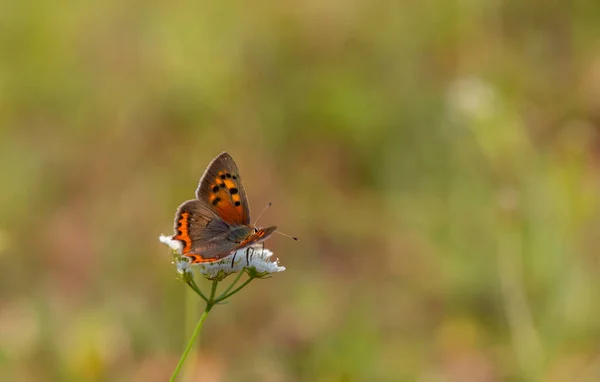 Крошечная Бабочка Красных Черных Тонах Lycaena Phlaeas — стоковое фото