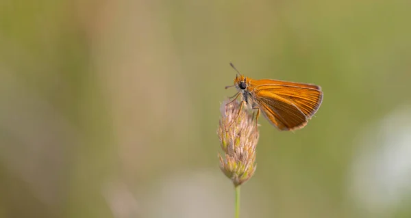 Pequena Borboleta Laranja Empoleirada Ochlodes Venatus — Fotografia de Stock