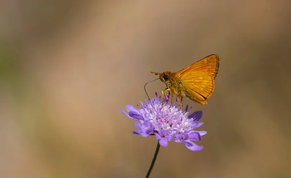 Pequena Borboleta Laranja Empoleirada Ochlodes Venatus — Fotografia de Stock