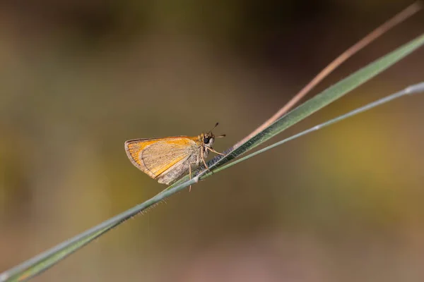 Petit Papillon Jaune Dans Herbe Thymelicus Lineolus — Photo