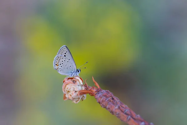 Minuscule Papillon Atterrissant Sur Une Fleur Sèche Turanana Taygetic — Photo