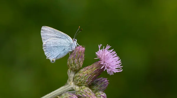 Papillon Dans Les Tons Bleus Sur Fleur Rose Satyrium Myrtale — Photo