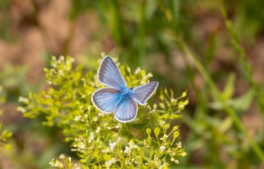 Yeşil çimlerin üzerinde küçük, güzel mavi bir kelebek.