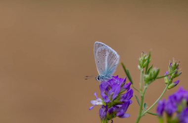 Mor çiçekte küçük mavi kelebek, tarımsal kelebek