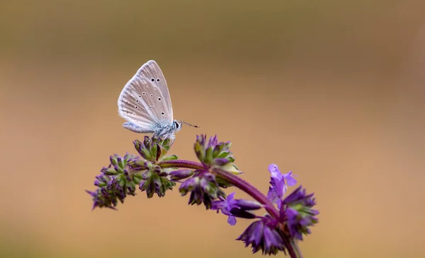 紫色の花に小さな青い蝶 — ストック写真