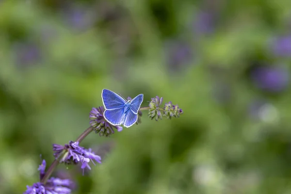 Winziger Blauer Schmetterling Auf Lila Blume Agroschmetterling — Stockfoto