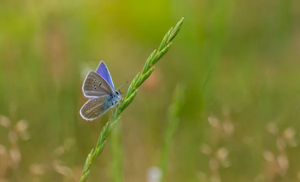 Winziger Schmetterling Klammert Sich Einen Ast Agrar Schmetterling — Stockfoto