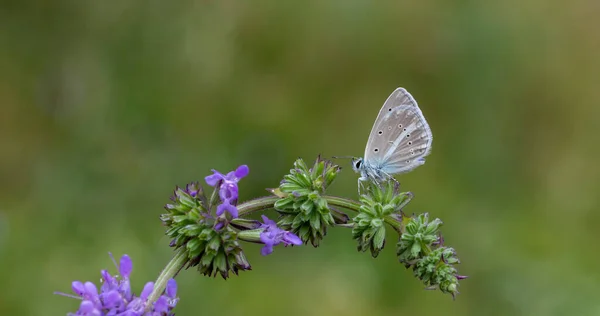 Winziger Blauer Schmetterling Auf Lila Blume Agroschmetterling — Stockfoto
