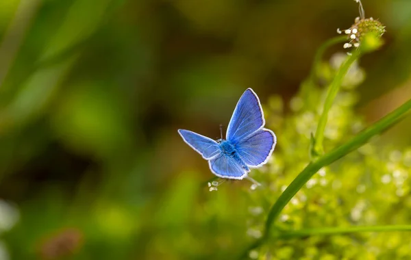 Schmetterling Mit Wunderschönen Oberen Flügeln Blau — Stockfoto