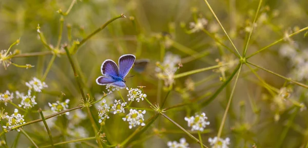 Крошечная Голубая Бабочка Цветах Plebejus Argus — стоковое фото
