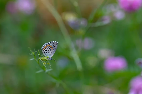 Petit Papillon Accroché Une Branche Mince Rubrapterus Bavius — Photo