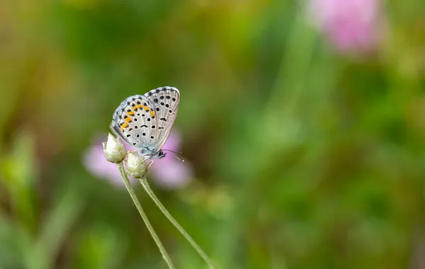 Winziger Schmetterling Dünnem Ast Rubrapterus Bavius — Stockfoto