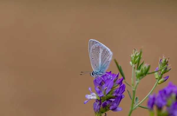 Piccola Farfalla Blu Sul Fiore Viola Farfalla Agro — Foto Stock