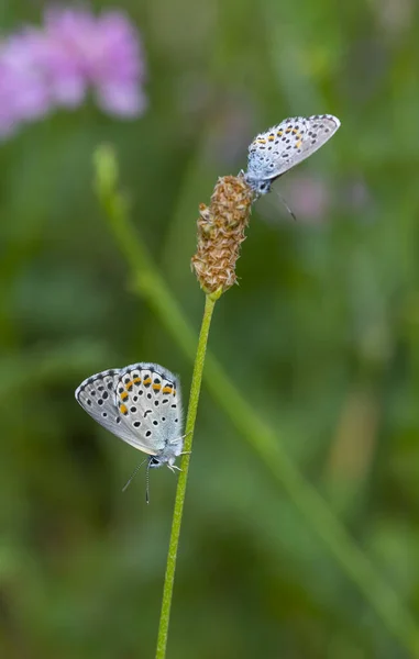 Pequeña Mariposa Que Aferra Una Rama Delgada Rubrapterus Bavius — Foto de Stock