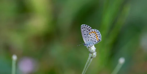 Winziger Schmetterling Dünnem Ast Rubrapterus Bavius — Stockfoto