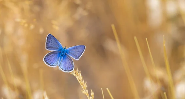 Harika üst kanatları olan kelebek