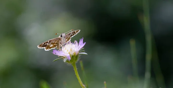 Kahverengi Küçük Kelebek Mor Çiçekte Pyrgus Cinarae — Stok fotoğraf