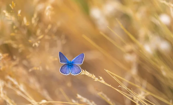 Schmetterling Mit Wunderschönen Oberen Flügeln Blau — Stockfoto