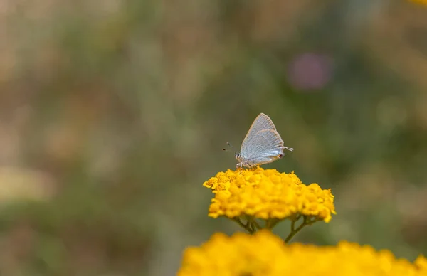Μπλε Μικροσκοπική Πεταλούδα Κάτω Από Φτερά Κίτρινο Λουλούδι Satyrium Myrtale — Φωτογραφία Αρχείου