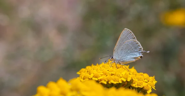 Μπλε Μικροσκοπική Πεταλούδα Κάτω Από Φτερά Κίτρινο Λουλούδι Satyrium Myrtale — Φωτογραφία Αρχείου