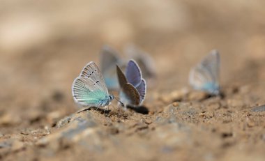 Kelebek topluluğu yerden mineraller çıkarıyor, Polyommatus fatima