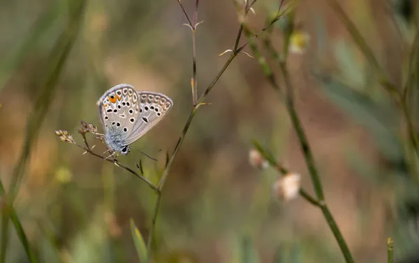 Winziger Schmetterling Versteckt Sich Gras Polyommatus Loewii — Stockfoto