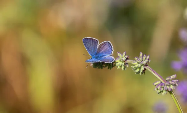 Blauer Schmetterling Trocknet Seine Flügel — Stockfoto