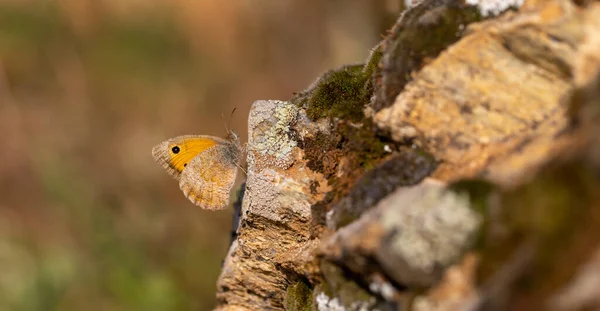 Brauner Schmetterling Auf Stein Gesetzt Hyponephele Lupina — Stockfoto