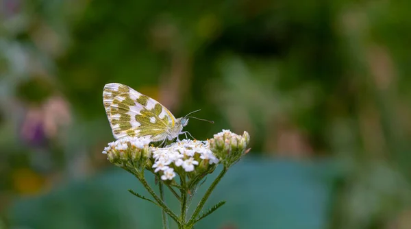 Бабочка Желтом Белом Цветах Посадки Белый Цветок Pontia Edusa — стоковое фото