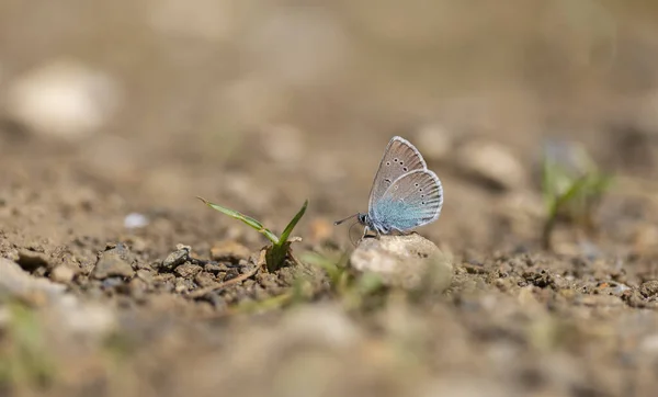 地面から鉱物を拾う青い蝶 ポリオマトゥス コエレスティヌス — ストック写真