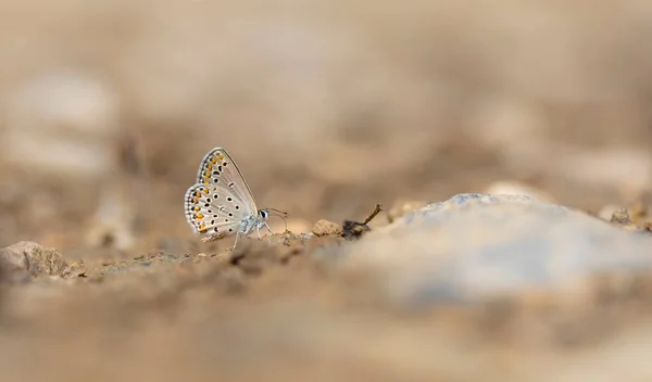 Petit Papillon Brun Ramassant Des Minéraux Sol Plebejus Carmon — Photo