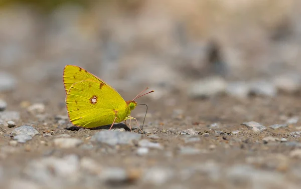 Yellow Butterfly Picking Minerals Ground Colias Crocea — Stock Photo, Image