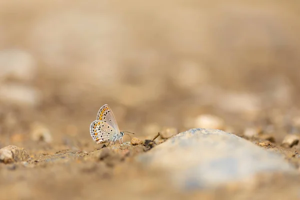 Petit Papillon Brun Ramassant Des Minéraux Sol Plebejus Carmon — Photo