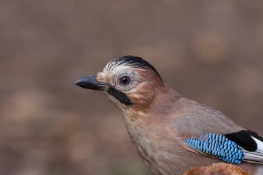 Renkli kül renkli büyük karga, Alakarga, Avrasyalı Jay, Garrulus glandarius