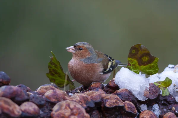 Kleine Schattige Vogel Voor Sneeuw Spinoz Gemeenschappelijke Chaffinch Fringilla Coelebs — Stockfoto