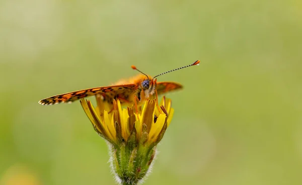 Red Butterfly Yellow Flower Melitaea Cinxia — Stock Photo, Image